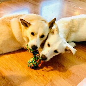 Team Page: Blackfrog Media